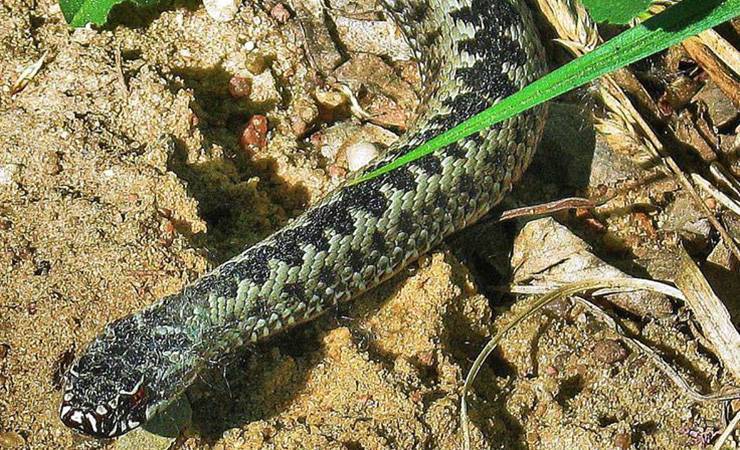 В минском парке обнаружили гадюку. Ядовитые змеи уже начинают обживаться в белорусских городах?
