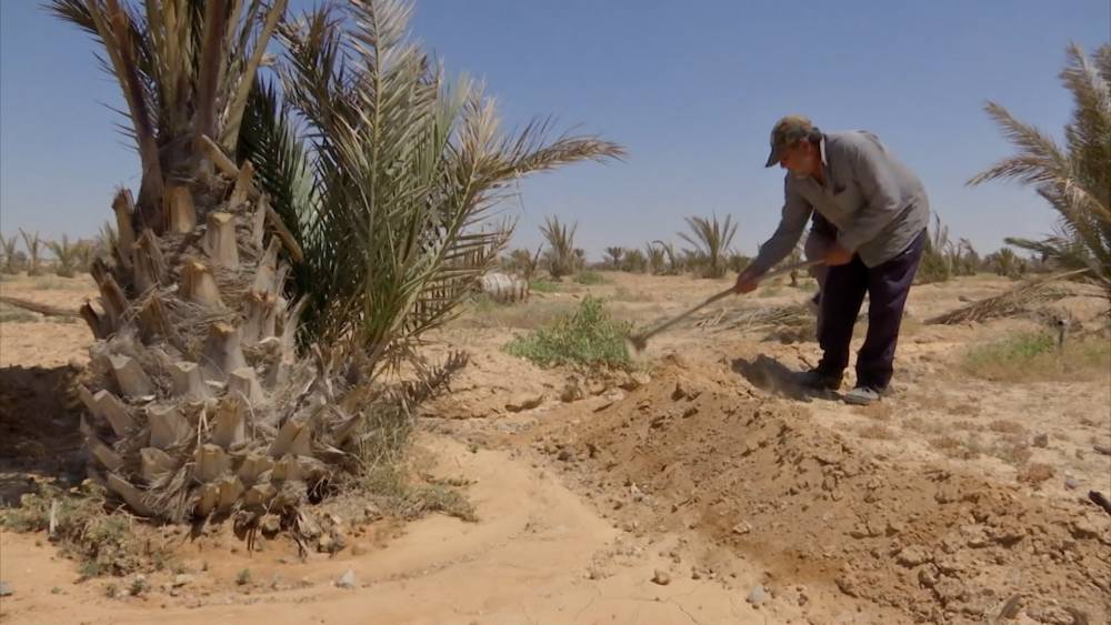 В сирийской Пальмире восстановили подачу воды на финиковые плантации