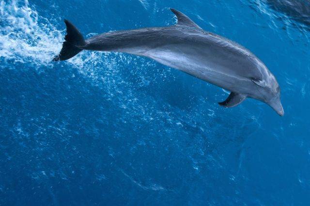 У берегов Приморья спасли редкого серого дельфина