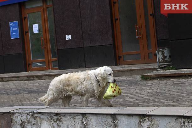 В Сыктывкаре запретят выгуливать собак на детских площадках и в парках
