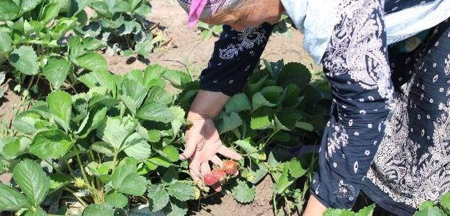 Предприниматели Дарваза активно развивают садоводство
