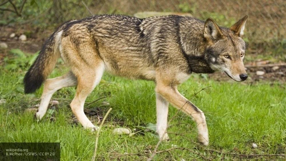 Житель Северной Каролины спас от смерти пятерых рыжих волчат