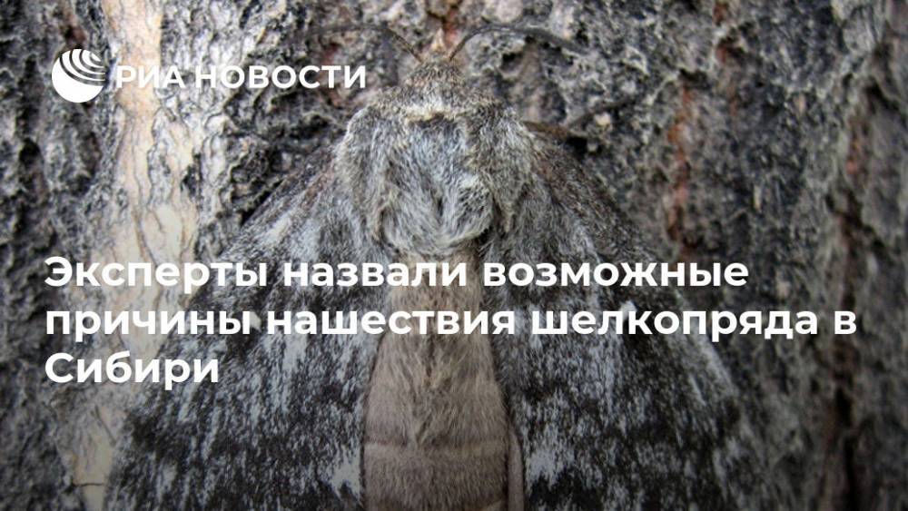 Эксперты назвали возможные причины нашествия шелкопряда в Сибири