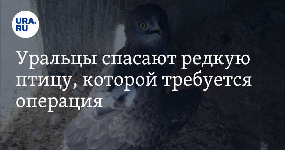 Уральцы спасают редкую птицу, которой требуется операция. ФОТО, ВИДЕО