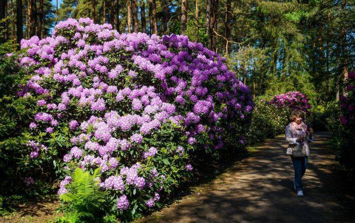 В "Бабите" расцвели рододендроны: как сейчас обстоят дела в самом красивом саду Латвии