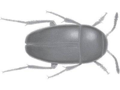 Нидерландские ученые обнаружили новый вид жука, который назвали в честь группы The Beatles