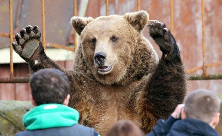 Sina (Китай): почему русские «сильные, словно медведи»? Узнав, что они едят, интернет-пользователи заявили, что теперь им все стало ясно