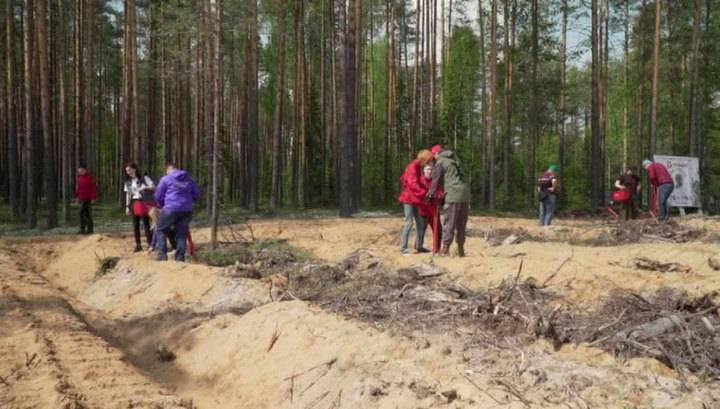 В рамках акции "Сад памяти" в Коми высажено девять тысяч юных сосенок