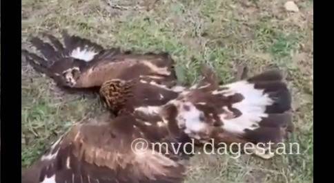 В Дагестане найдены убийцы краснокнижного орла