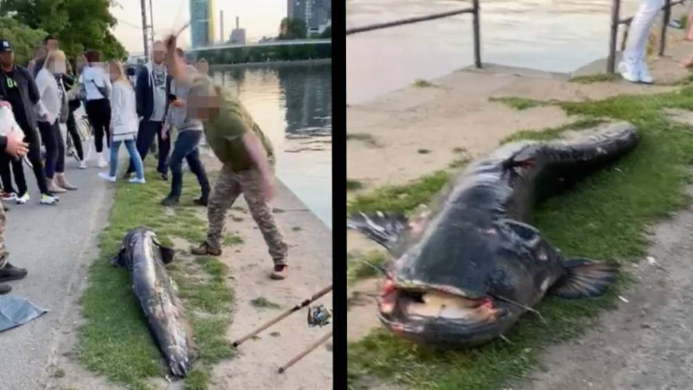 Во Франкфурте-на-Майне рыбак на глазах у прохожих убил огромного сома (+видео)