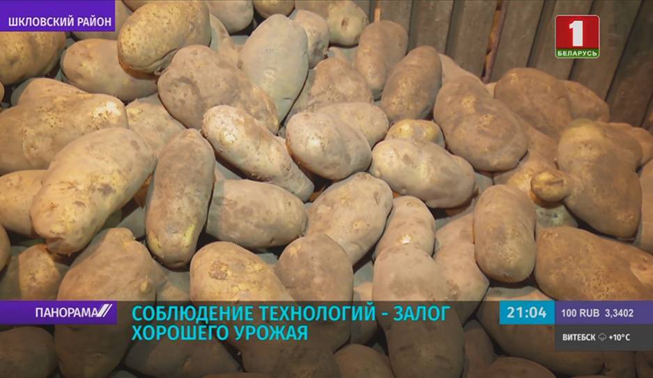 Аграрии Беларуси вышли на финишную прямую основной посадки картофеля