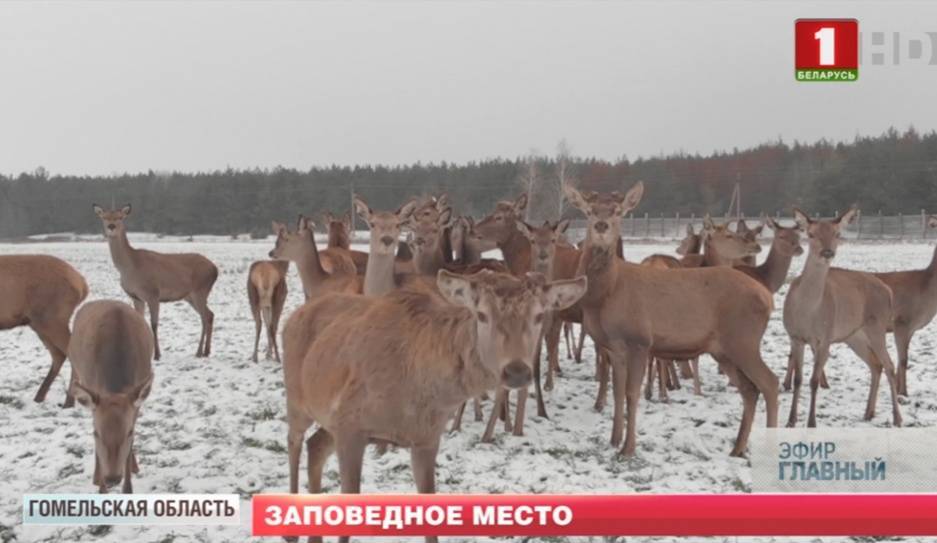 Большой сафари-тур по Национальному парку "Припятский"