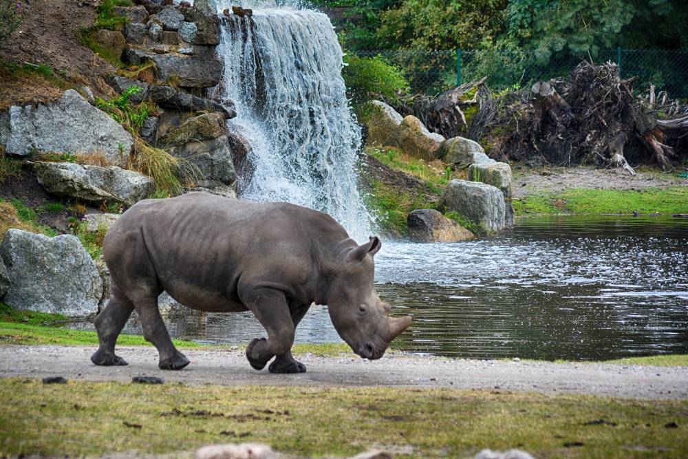 Ради спасения от браконьеров носорогам в ЮАР спиливают рога