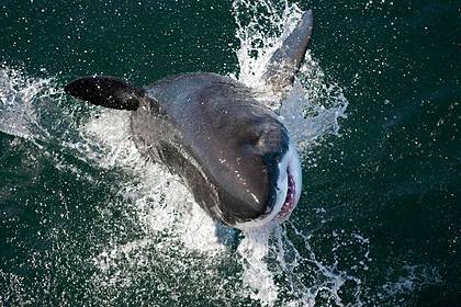 Акула-людоед убила серфера и уплыла безнаказанной