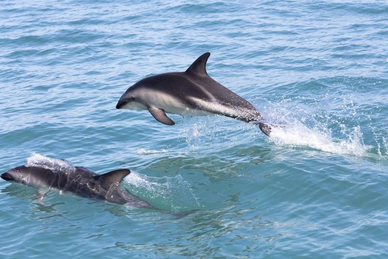 Уникальную операцию по спасению серого дельфина сняли на видео
