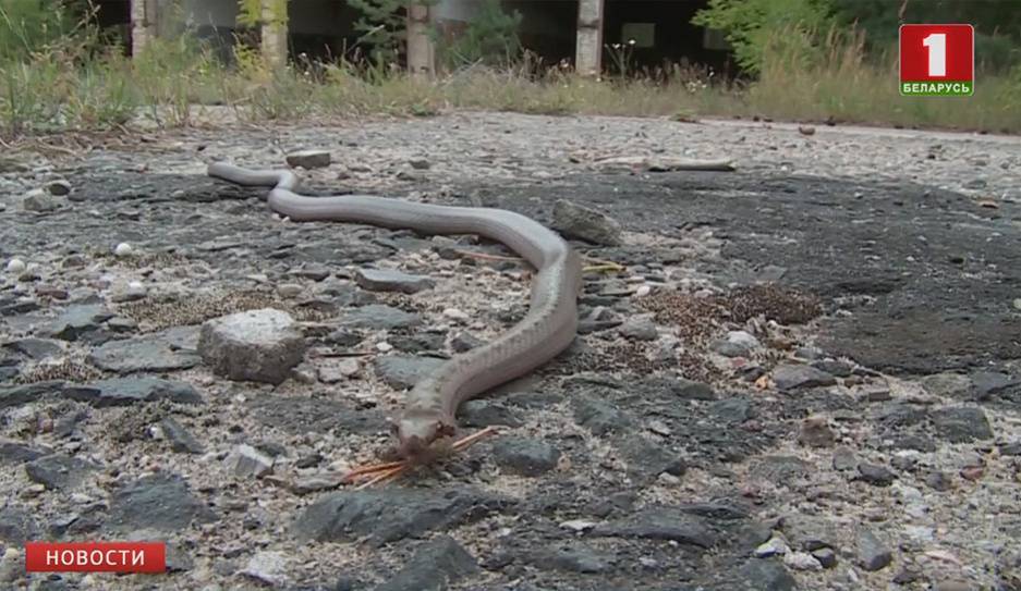 Редкий вид змеи нашли в Беларуси. Медянка поселилась в Брестской области