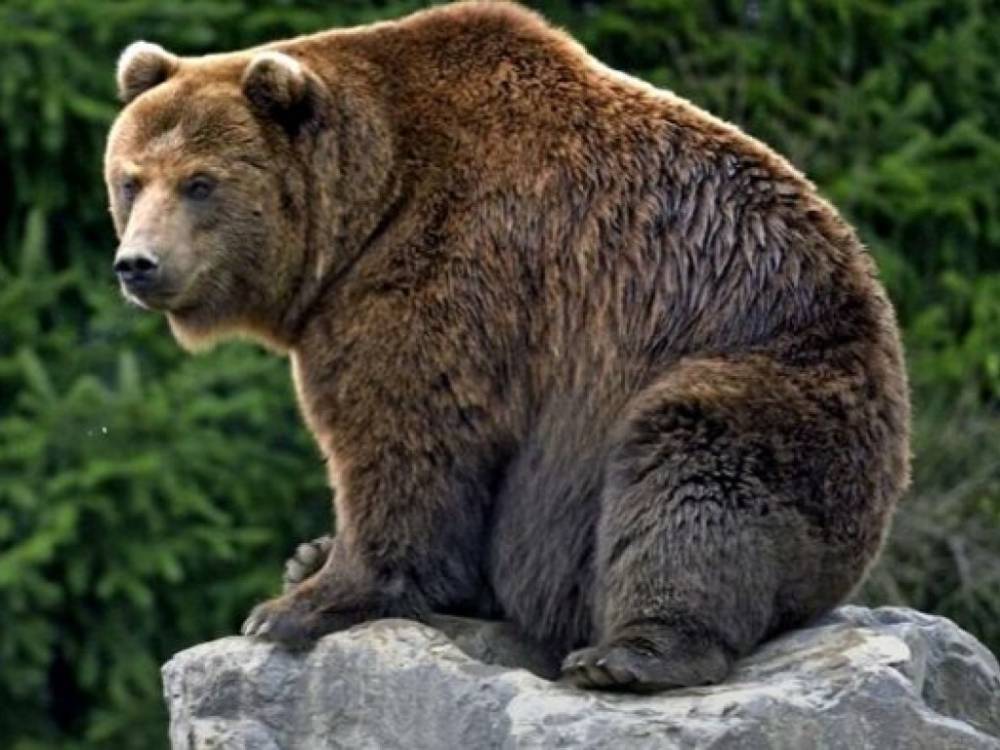Зверь застрял в салоне: Медведь устроил хаос в чужом автомобиле