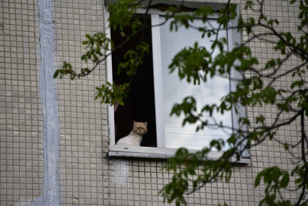Сотрудники МЧС спасли кота, который целый день просидел на окне