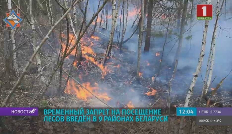 Временный запрет на посещение лесов введен в девяти районах Беларуси