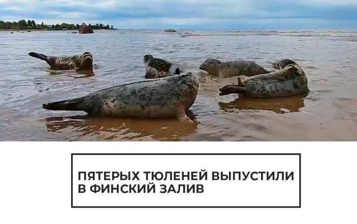 Петербургские ветеринары выпустили пятерых выздоровевших тюленей в Балтийское море