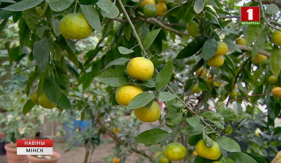 В лимонарии ботанического сада спеет цитрусовый урожай