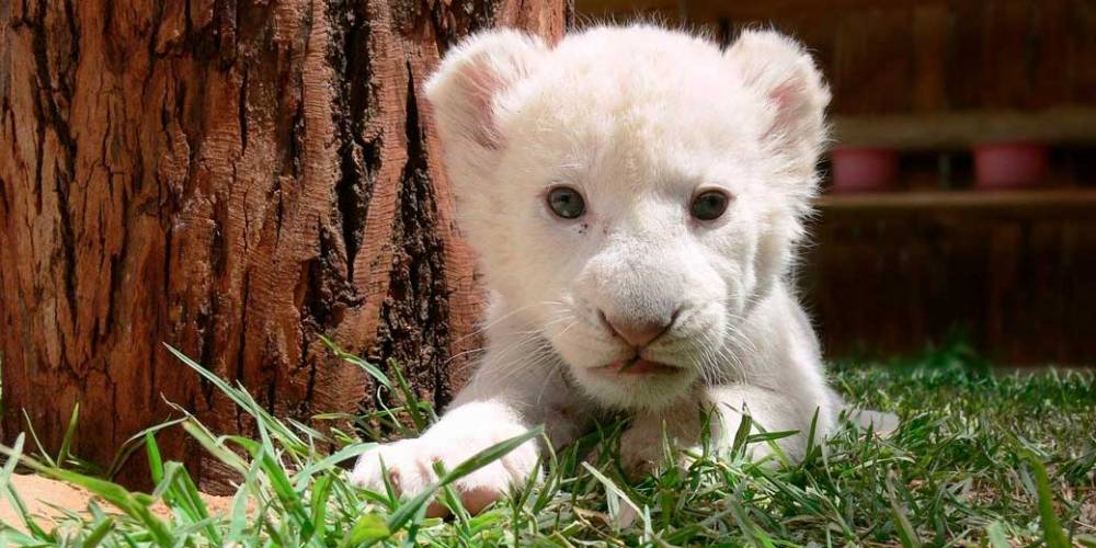 В испанском зоопарке впервые родился белый львенок