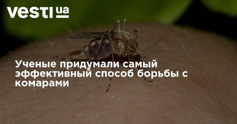 Ученые придумали самый эффективный способ борьбы с комарами