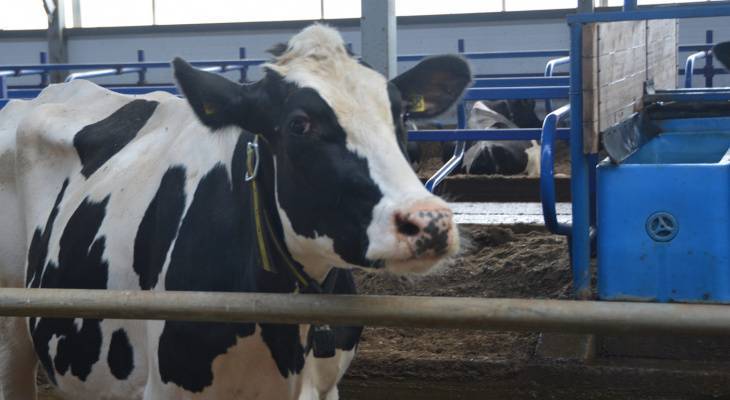 Владельцам коров в Чувашии обещают раздать деньги