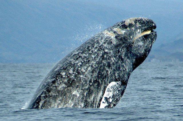 Популяция серых китов у берегов Сахалина за 25 лет выросла вдвое