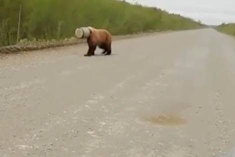 «Хорошо залез»: Медведь с бидоном на голове стал героем вирусного ролика