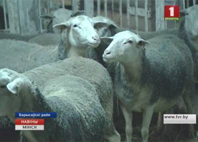 В Борисовском районе развивают молочное овцеводство