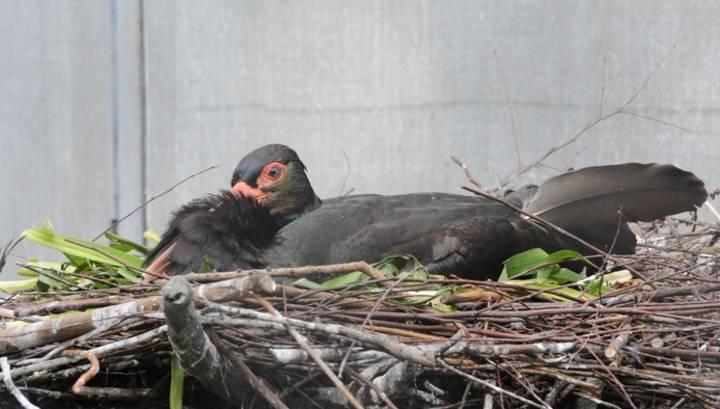 В Московском зоопарке появился на свет птенец редких черных аистов
