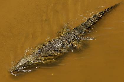 Крокодил-людоед из Африки обосновался в Испании и запугал местных жителей