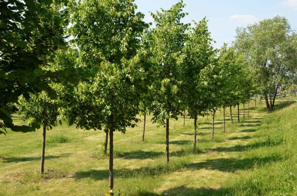 Более 400 тысяч деревьев высадили весной в Подмосковье