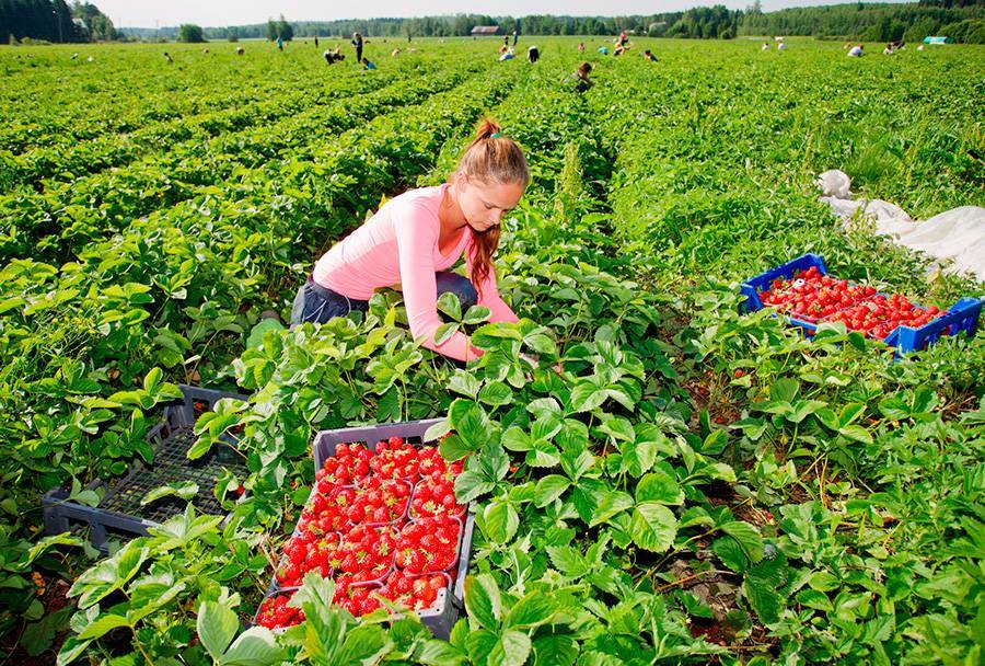 Глава кризисного штаба Чехии: безработные смогут трудиться в сельском хозяйстве