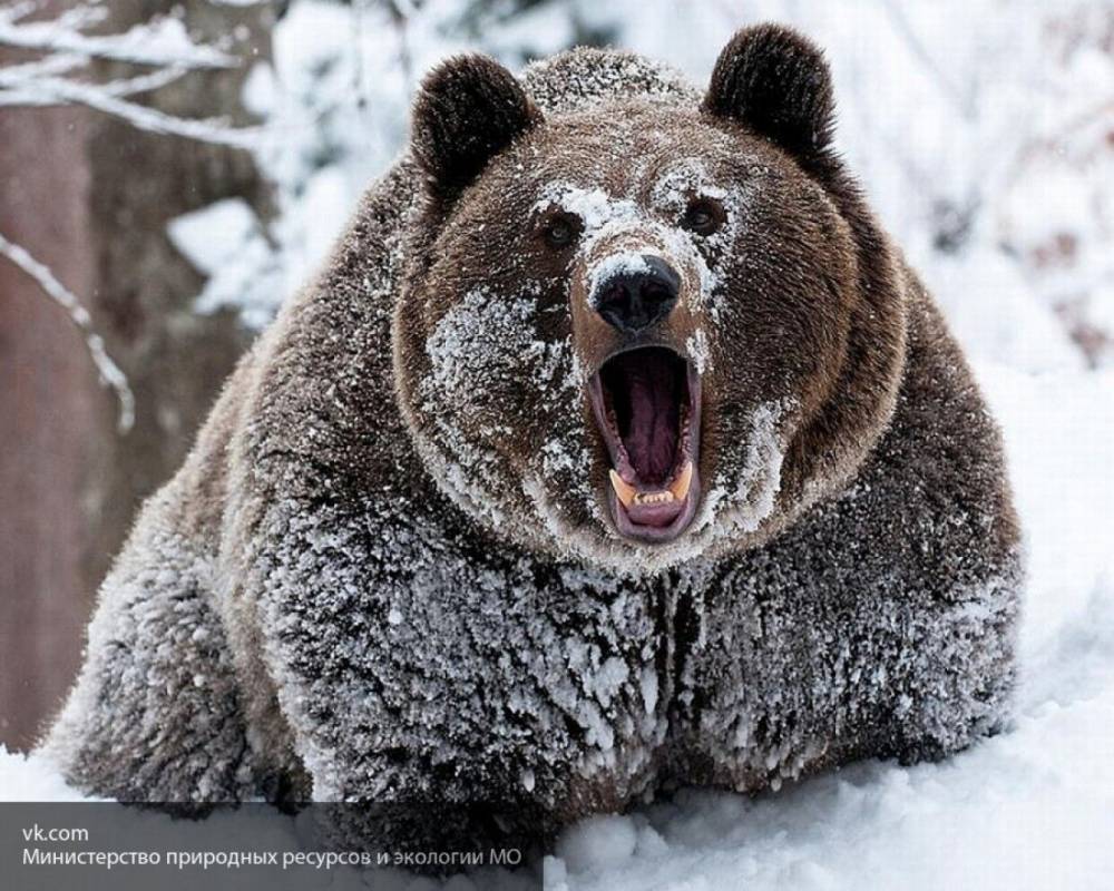 Медведь разорвал 47-летнего жителя Сахалина