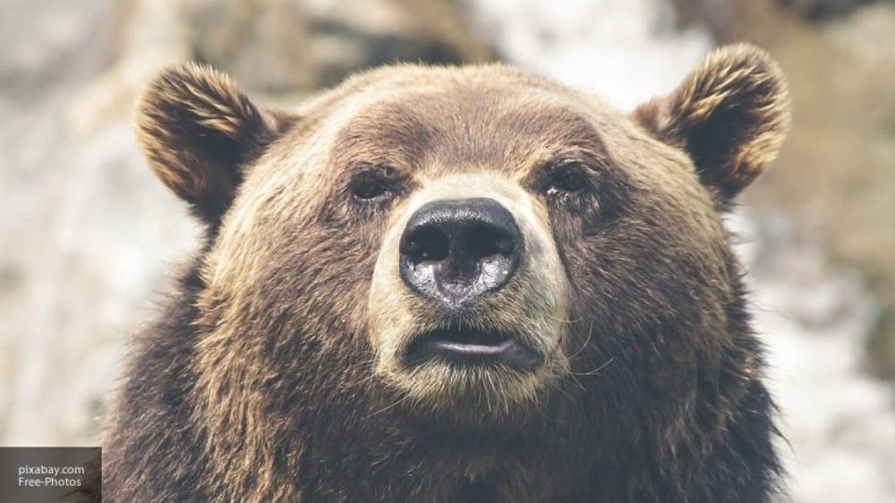 Медведь растерзал 47-летнего жителя Южно-Сахалинска
