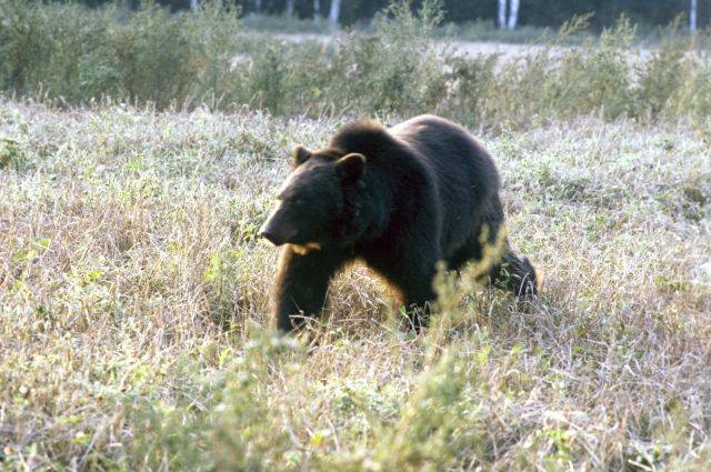 Житель Сахалина погиб при нападении медведя