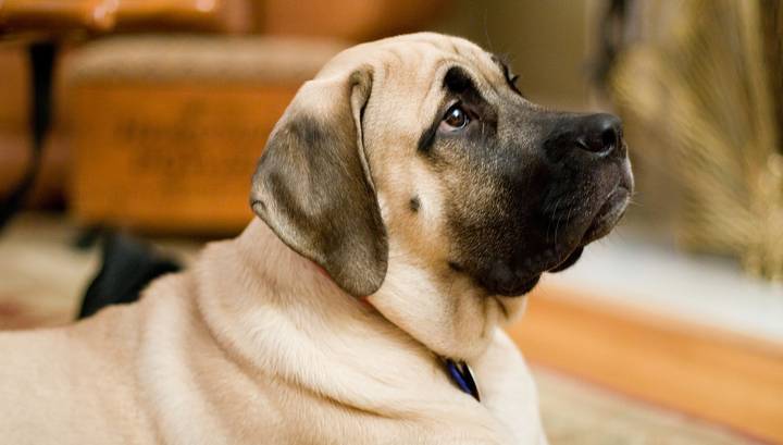 Кинолог рассказал, какие собаки тяжелее всего переносят жару и как им помочь