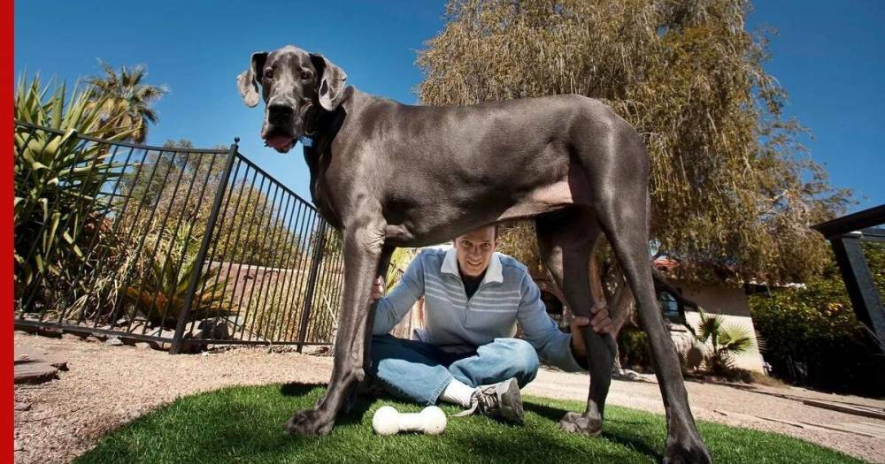 Самая высокая в мире собака побила новый рекорд