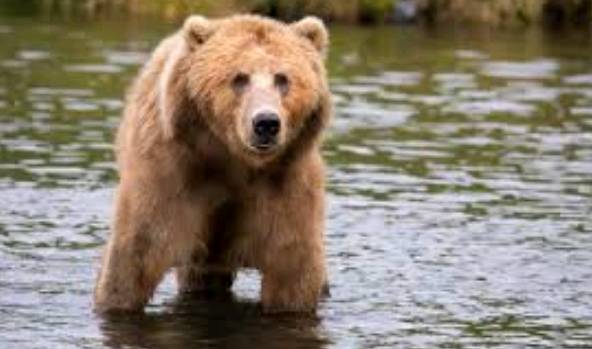 В Южно-Сахалинске медведь растерзал 47-летнего местного жителя