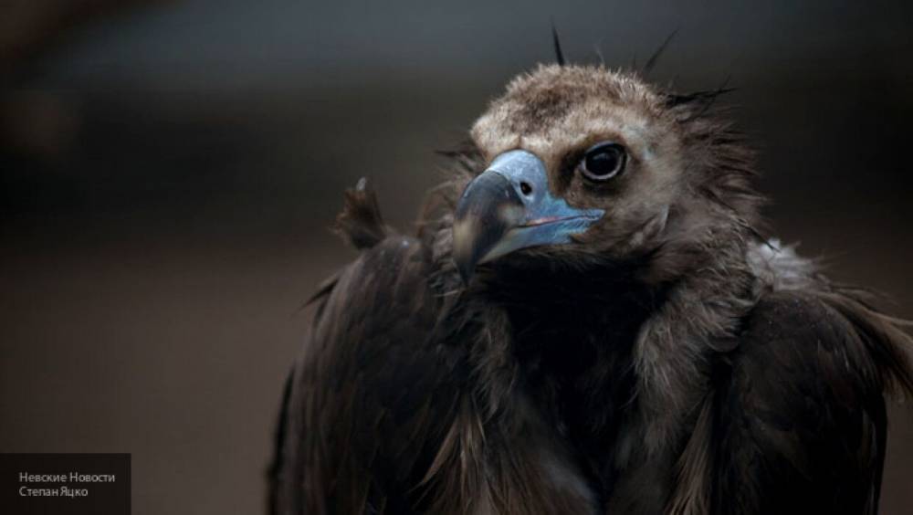Житель Дагестана вынудил сына избить краснокнижного орла