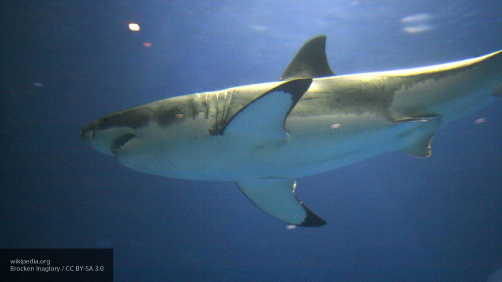 Белая акула удивила ученых своим рационом