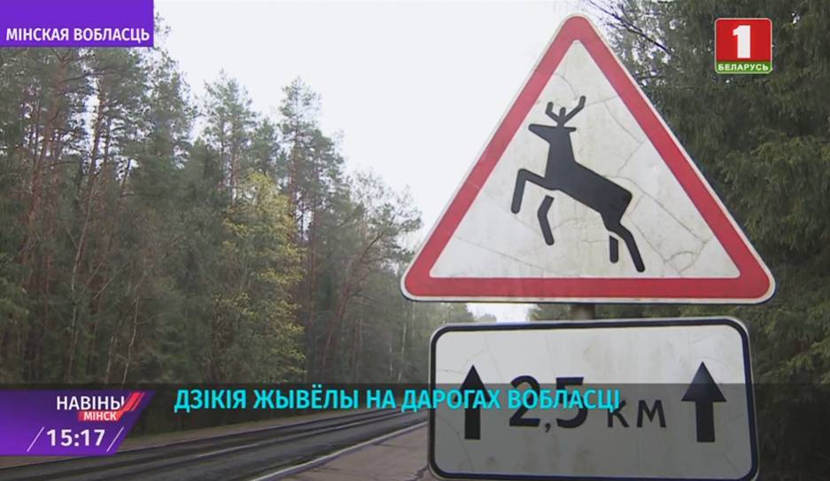 Дикие животные на дорогах. В Минском районе зафиксировано 20 наездов