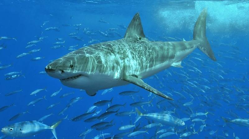 Серфера атаковала и убила 3-метровая большая белая акула