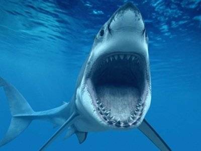 Трехметровая белая акула убила серфера