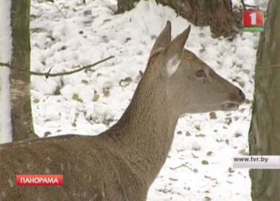 В белорусских лесхозах организовали зимнюю подкормку диких животных