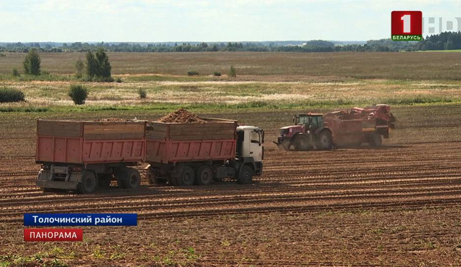 Белорусские аграрии продолжают уборку картофеля - tvr.by - район Толочинский