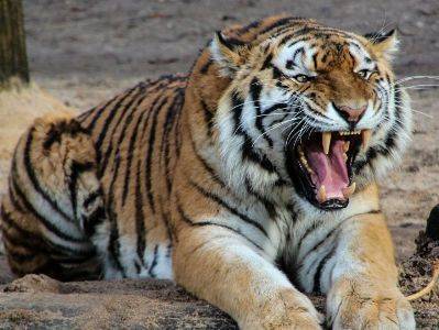 В Индии, что тигр, обвиненный в убийстве трех человек, проведет остаток своей жизни в неволе