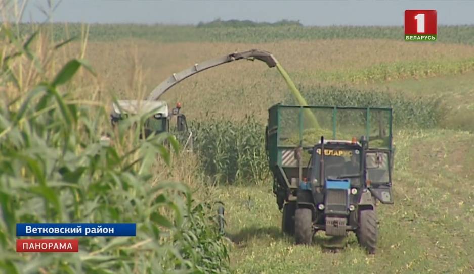 На уборку кукурузы в поля вышли аграрии Гомельской области